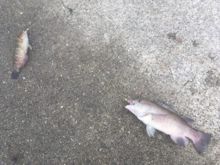 カレイを求めて