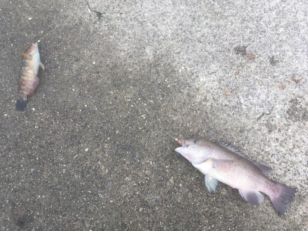 カレイを求めて