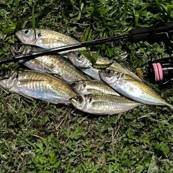 ジグ単de~アジング！悩ましい風 …