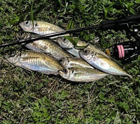 ジグ単de~アジング！悩ましい風 …