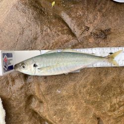 雨にも負けず❗️チヌにも負けず❗️