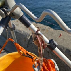 花見カレイ狙い