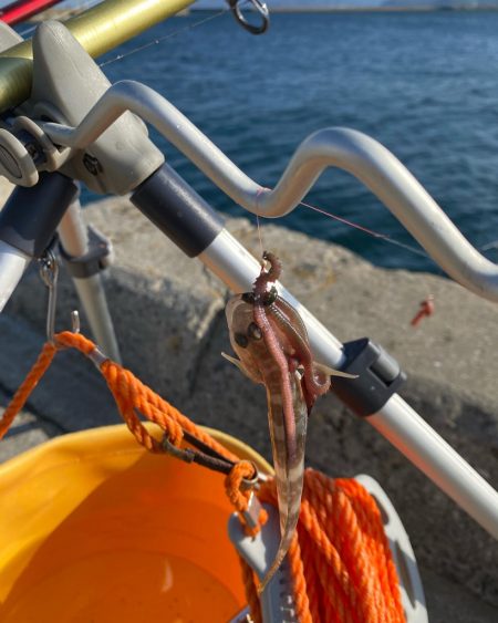 花見カレイ狙い