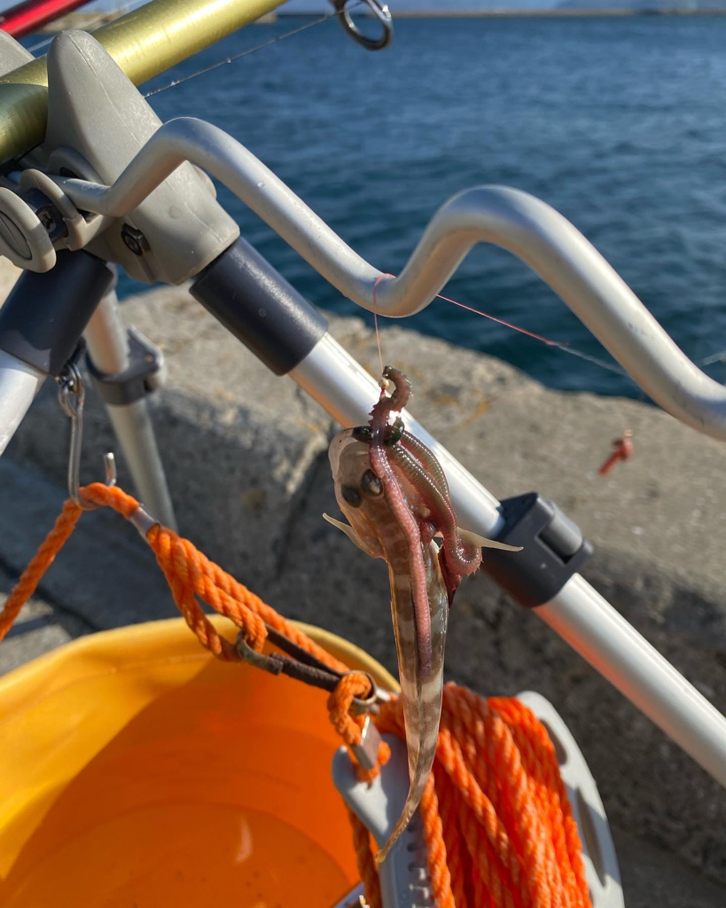 花見カレイ狙い