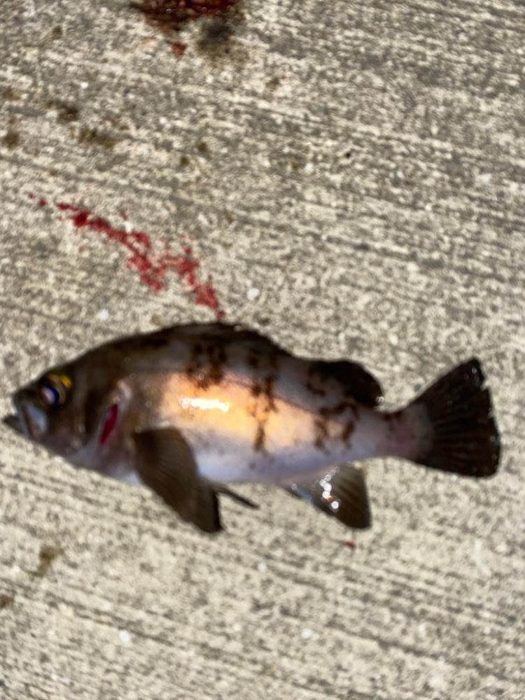 久々にライトゲーム