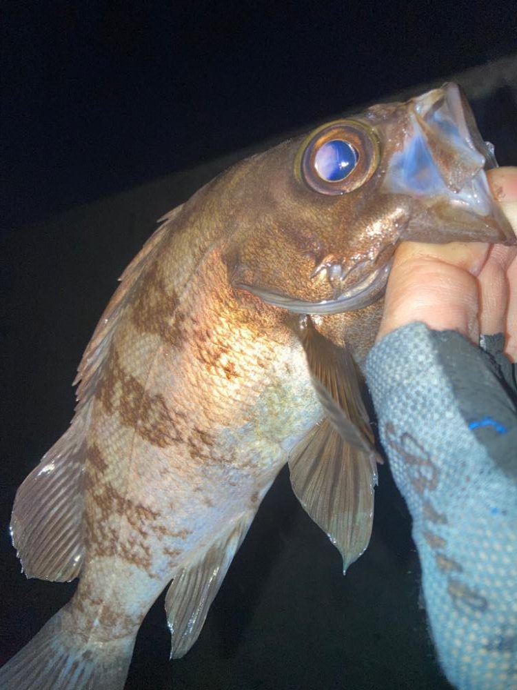 2022ライトゲーム第12戦