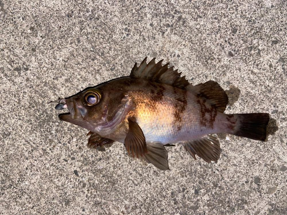 マイクロベイトパターン