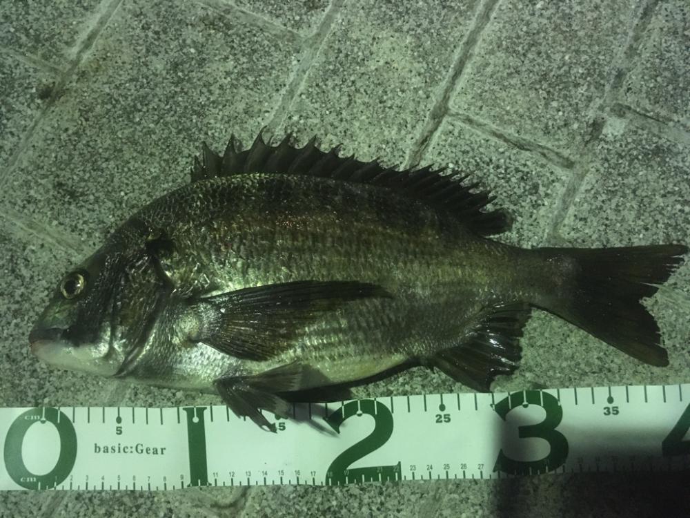 新年度からチヌ