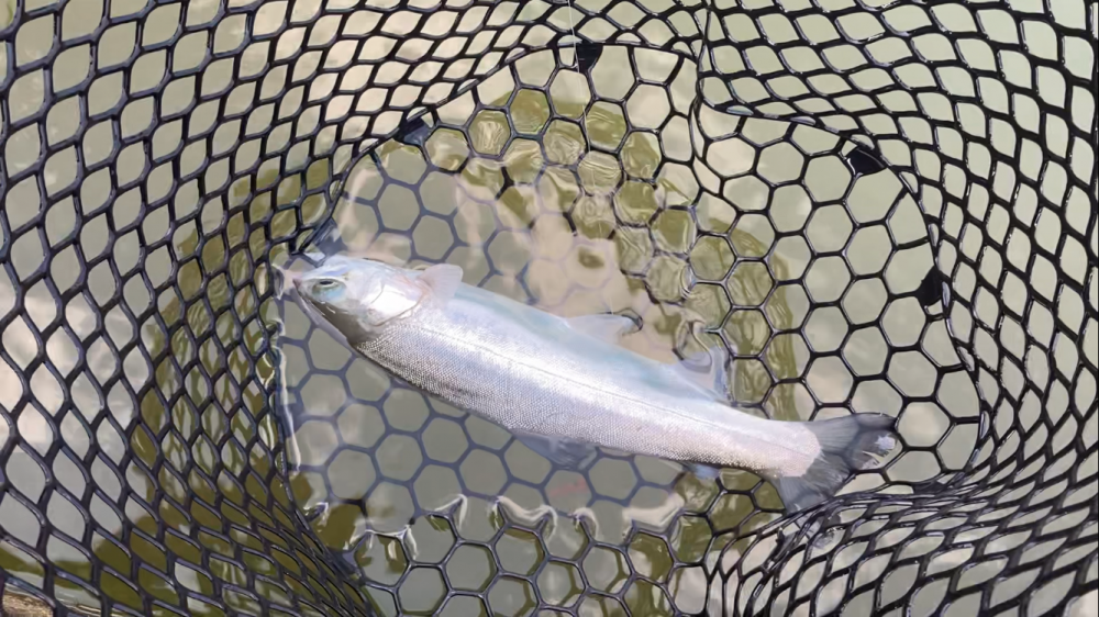 しごおわ癒しのトラウト