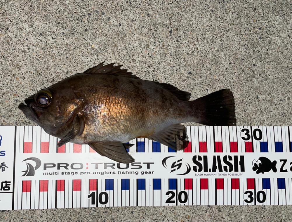 尺まであと少し、、、