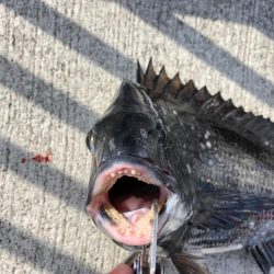 寒の戻りでエビ撒き