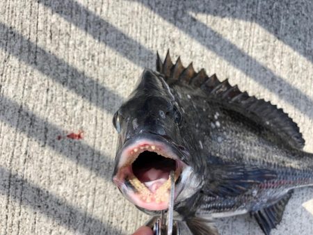 寒の戻りでエビ撒き