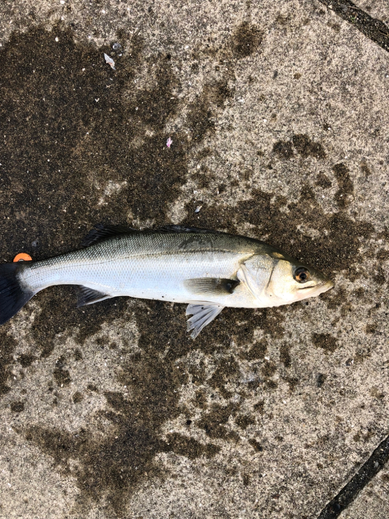 エビ撒き好調！