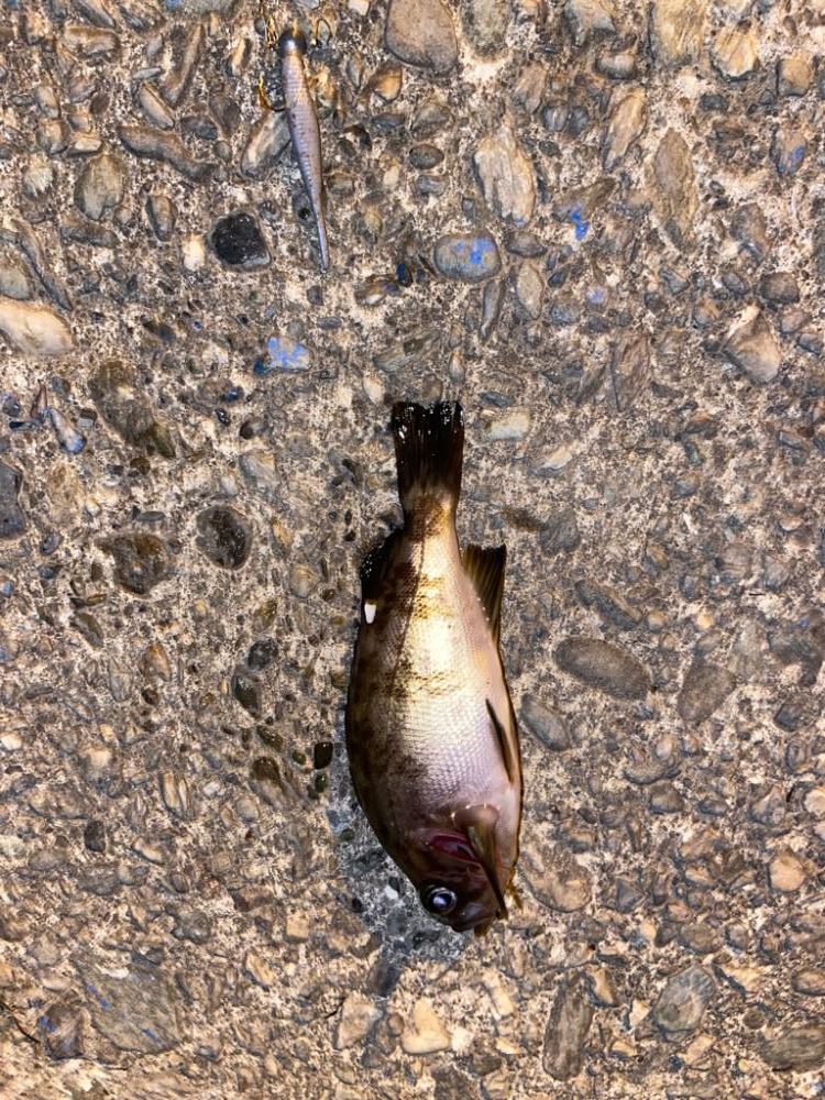 小メバルライズ