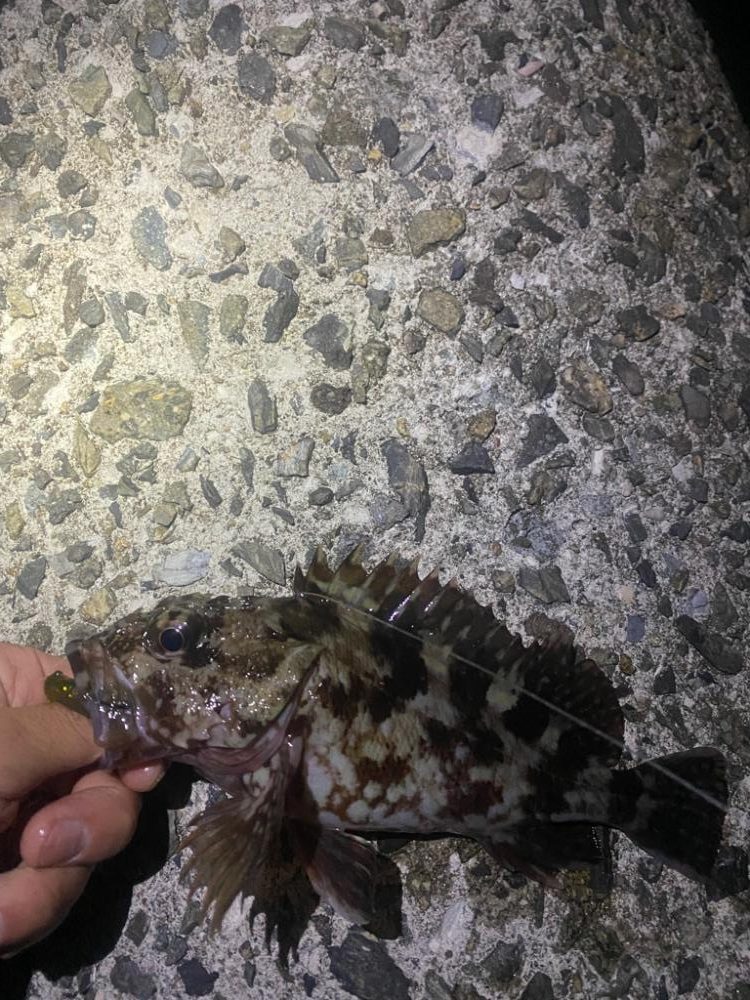 ナイトヒラメ＋ナイトガシラ