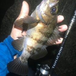 久しぶりの良い釣りでした