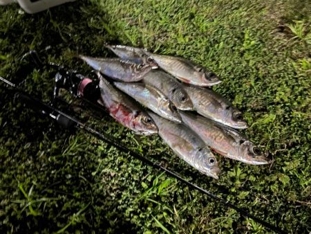 ジグ単deアジング！先週の反撃ɰ…