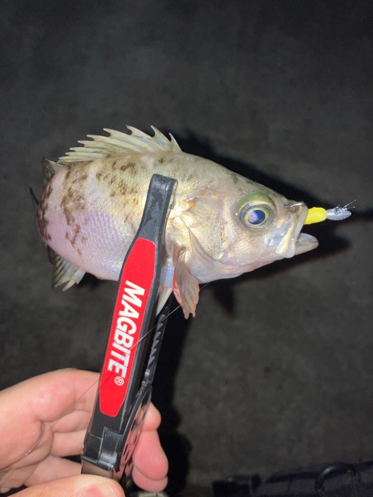 久々の入れ食いメバリング