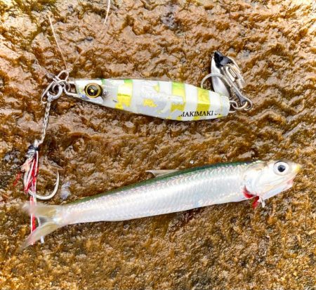 ショアジギしながらシーバスゲーム