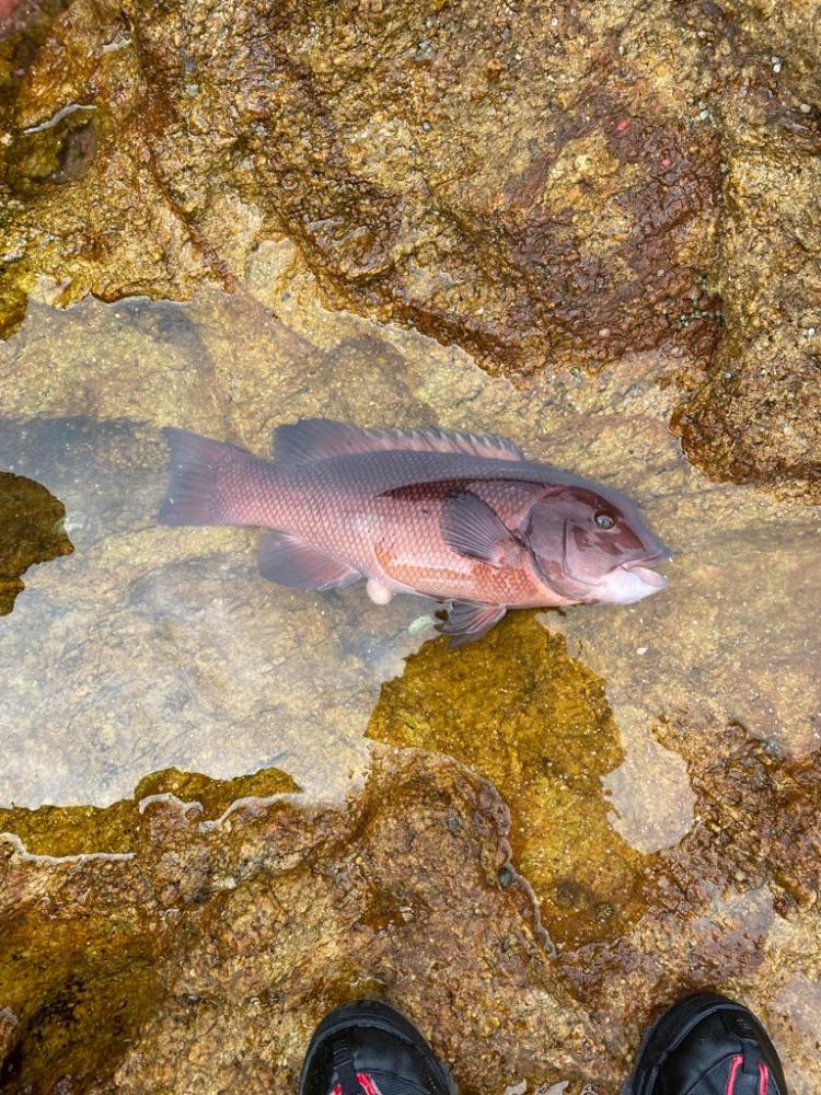 厳しかった解禁磯