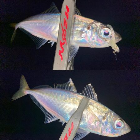 久々のホームグラウンドわ