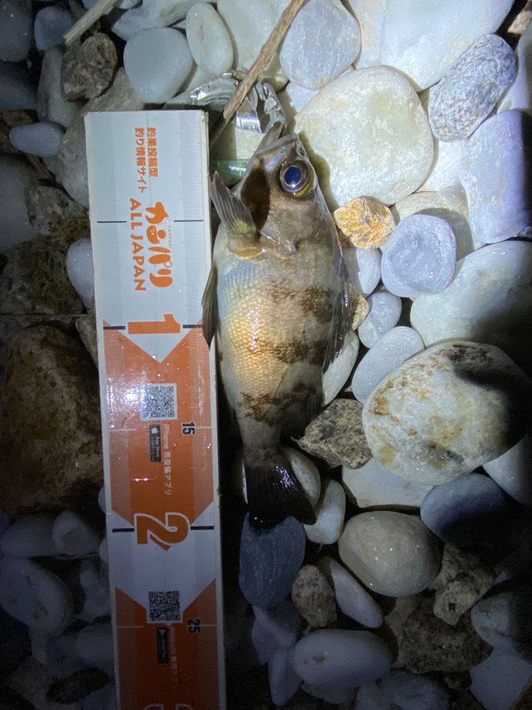 久しぶりのメバリング