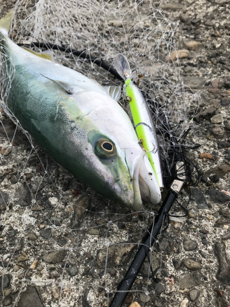 ハマチ爆釣❗️