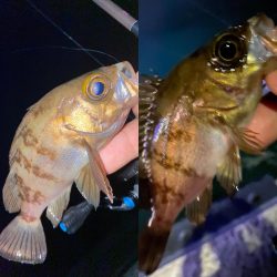 夕まずめチャレンジ