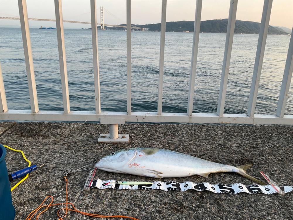 初大蔵海岸!今年初青物!!