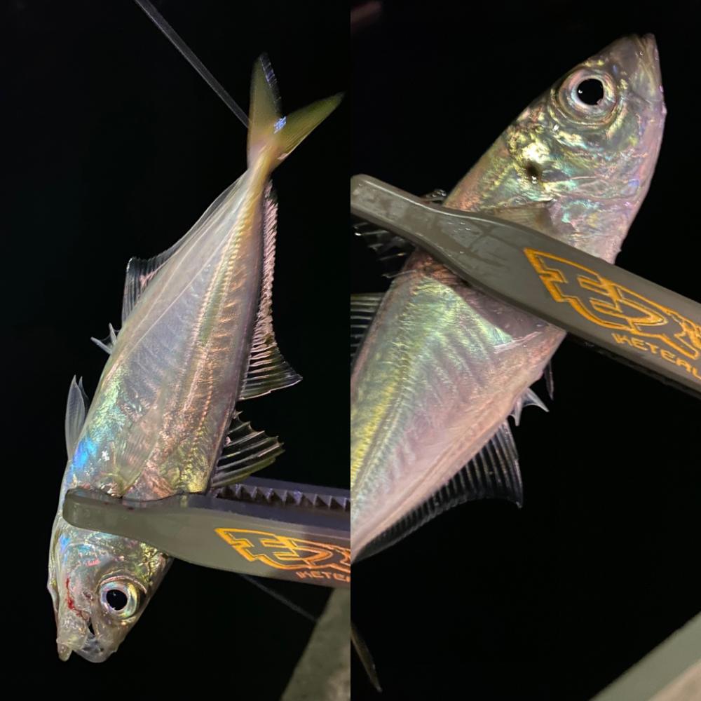 アジング1時間勝負