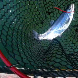 何だかんだトラウト数釣り