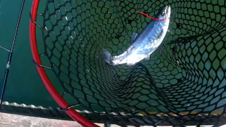 何だかんだトラウト数釣り