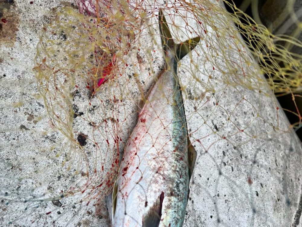 メジロ51センチ！