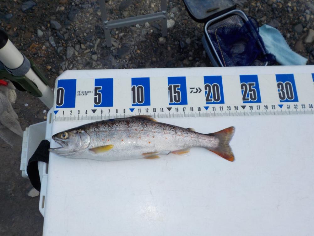 美山リベンジ釣行