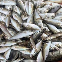 オープンエリアのシーバス