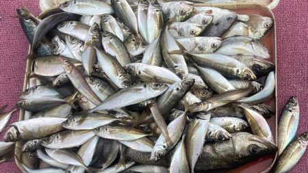 オープンエリアのシーバス