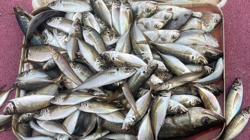 オープンエリアのシーバス