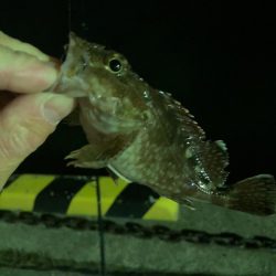 初浜田ライトゲーム！