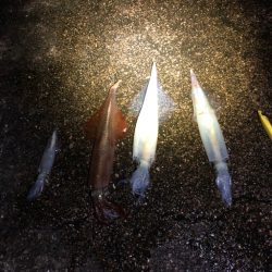 【今季最高記録！】満月×大潮×越前