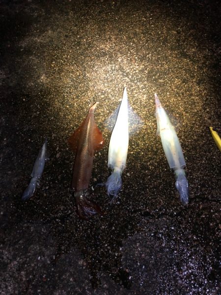 【今季最高記録！】満月×大潮×越前