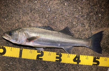 バチ抜けシーバスフィッシング