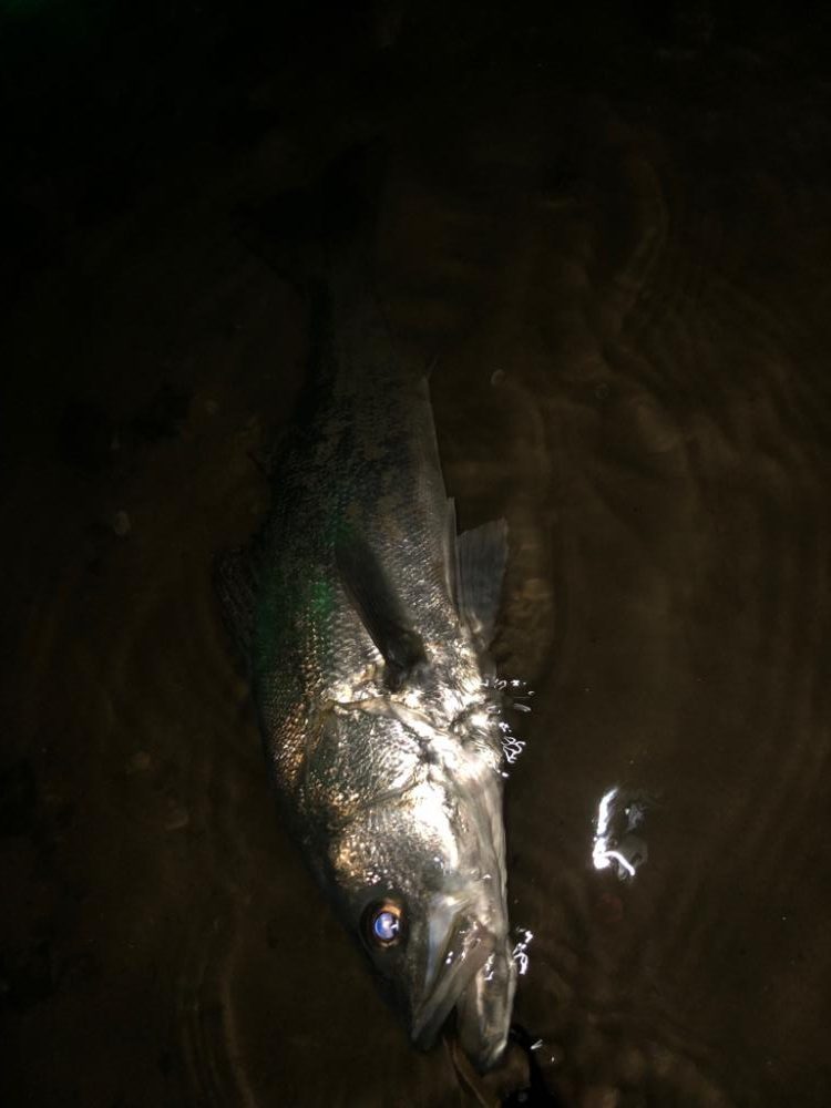 粘ってなんとか