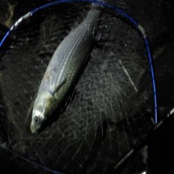 チニング　ワーム３インチ