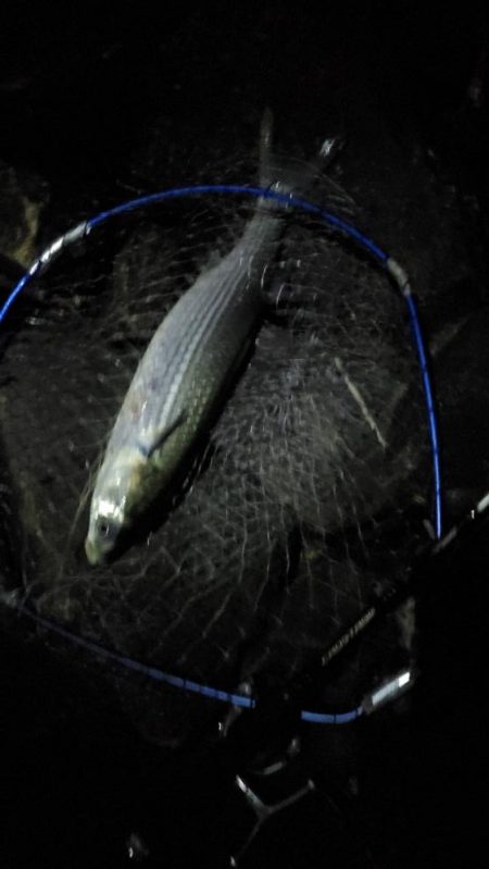 チニング　ワーム３インチ