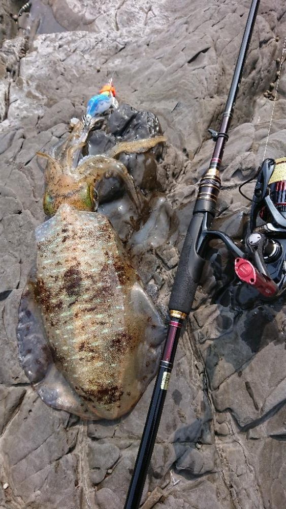 対馬エギング釣果……36