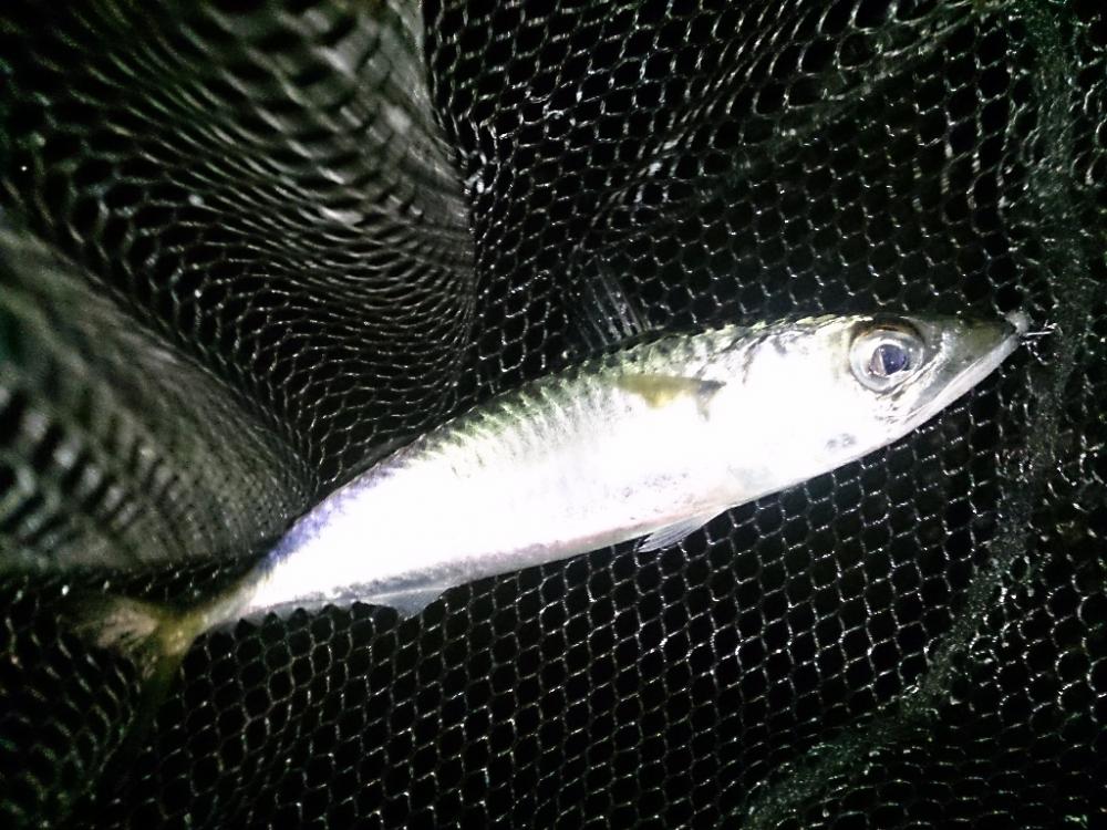 バチ抜けシーバス?