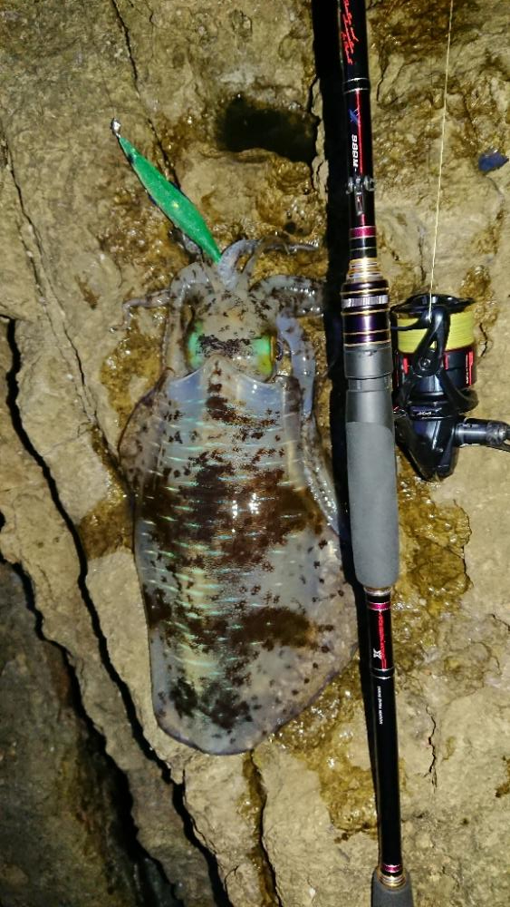 対馬エギング釣果……35