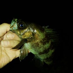 フロートゲーム~