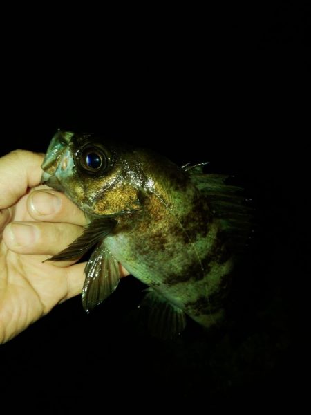 フロートゲーム~