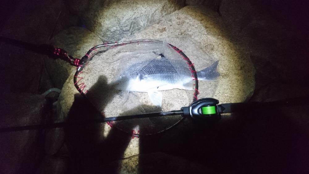 シーバス釣りたい